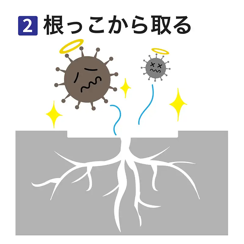 根っこからとる